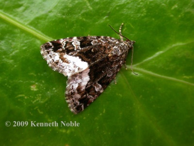 marbled white-spot (Protodeltote pygarga) Kenneth Noble